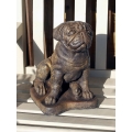 Umber pug 